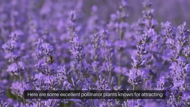 'Video thumbnail for Pollinator Plants for Bees'