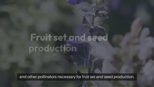 'Video thumbnail for Pollinator Plants in Vegetable Gardens'