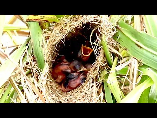 'Video thumbnail for Amazing of lake - Tiny Nest, Big Appetites: Cocukoo and Baby Birds'