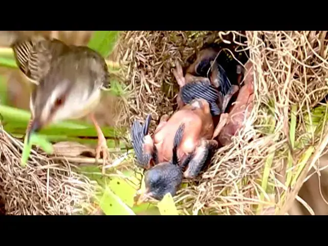 'Video thumbnail for Amzing of lake - Lake Living: Adorable Cuckoo Chick Eats on Nets'