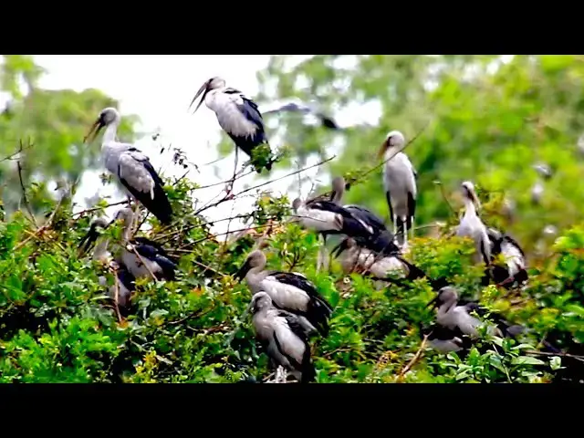 'Video thumbnail for Amazing of Lake - All nest &  bird in lake at Avean Zoo lake'