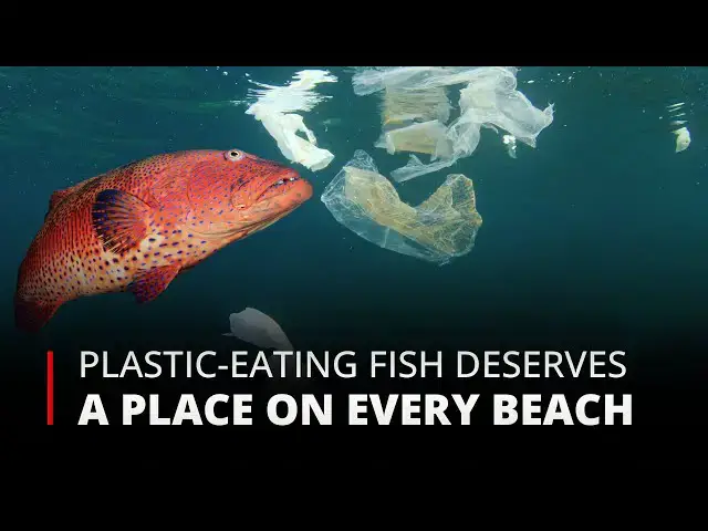 'Video thumbnail for Plastic-Eating Fish Deserves a Place on Every Beach A Solution to Ocean Pollution | 12am News'