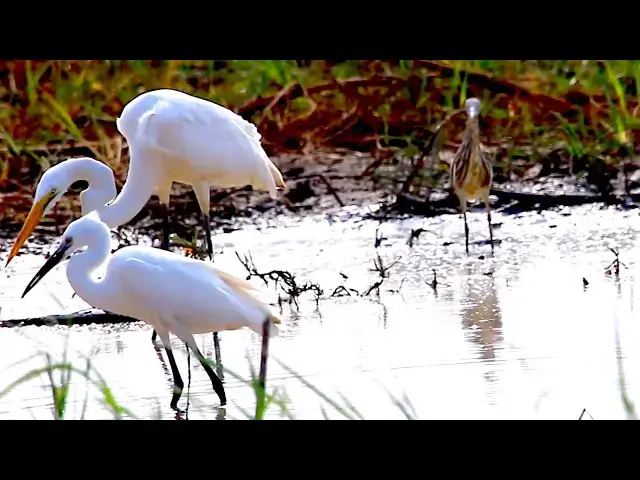 'Video thumbnail for Amazing of Lake - All bird catch cgrab eat in lake or fish at fiedl'