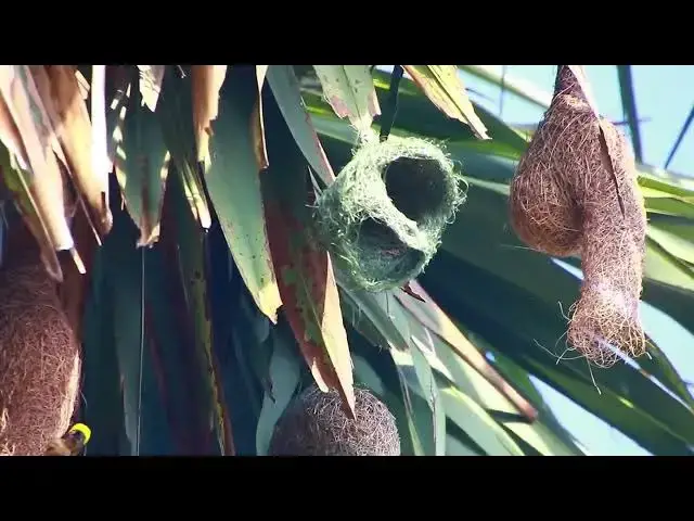 'Video thumbnail for Maya bird starting made nest a lot'