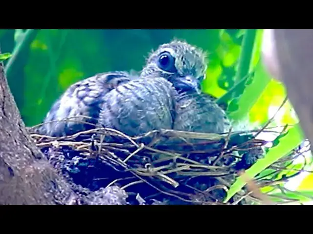 'Video thumbnail for Wow bird on nest | Dove bird in foeest'