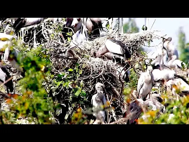 'Video thumbnail for Amazing of Lake - A lot bird made nest ar Acean area bird'