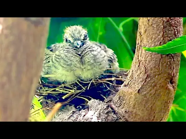 'Video thumbnail for The nest dove | baby dove stay on nest'