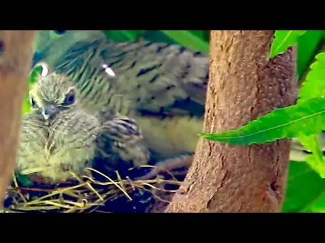 'Video thumbnail for Mother dove bird care baby bird on nest'