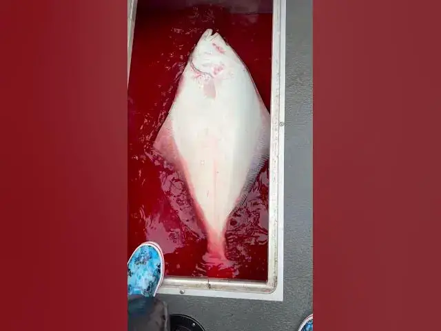 'Video thumbnail for Nice halibut for my friend Tim. Westport.'