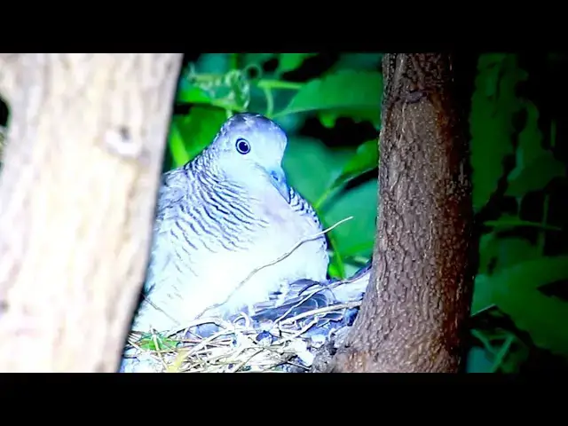 'Video thumbnail for Wld dove on nest | Baby dove wait eat food on nest'
