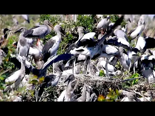 'Video thumbnail for Amazing of Lake - All nest & bird in lake at Avean Zoo'