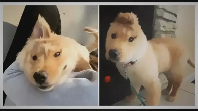 'Video thumbnail for Encountering a magical one-eared golden retriever pet proves to be a pleasant and enchanting spectacle.'
