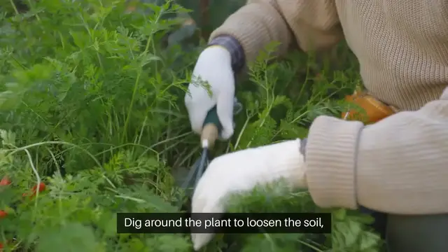 'Video thumbnail for Removing Invasive Plants Without Chemical'