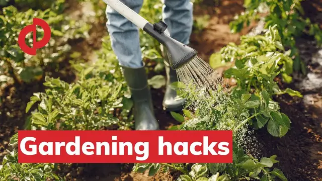 'Video thumbnail for Gardening Tips For Beginners | Gardening Mistakes To Avoid'