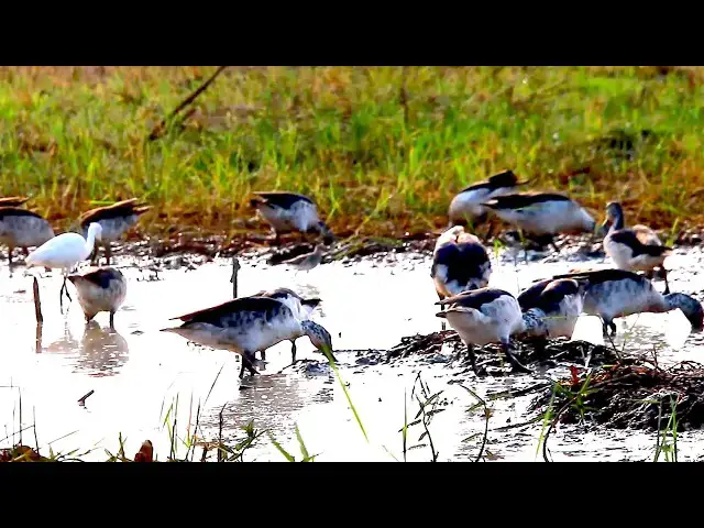 'Video thumbnail for Amazing of lake - All duck bird forest eat food in lake everyday afer hungry feed'