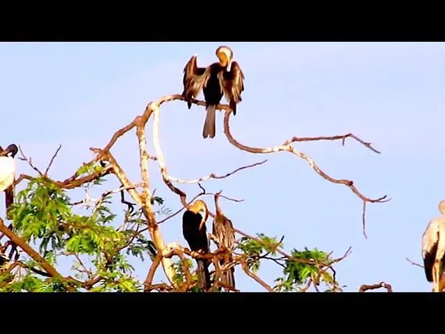 'Video thumbnail for Amazing of lake - A lot of nest & bird on Avean are zoo'