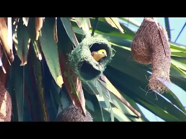 'Video thumbnail for Maya bird   Golden bird making nest for  baby growth'