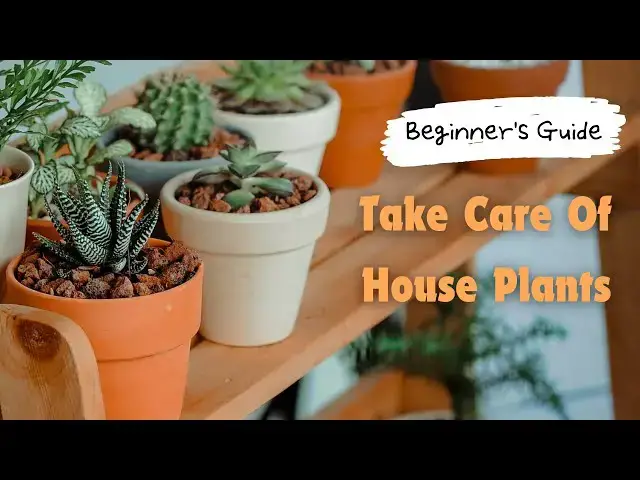 'Video thumbnail for Beginner's Guide On How To Take Care Of House Plants'