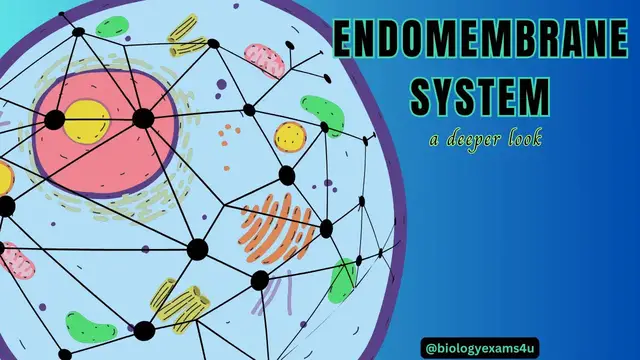 'Video thumbnail for Endomembrane System and  Functions || A Deeper Look'