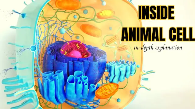 'Video thumbnail for Animal Cell Structure || 3D Animation In-depth Explanation'