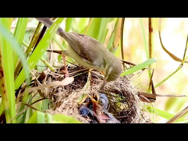 'Video thumbnail for Amazing of lake - Crazy Cuckoo Bird Throws Baby from Nest!'