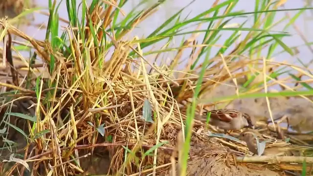 'Video thumbnail for Wild small sparrow bird fnd food in grass'