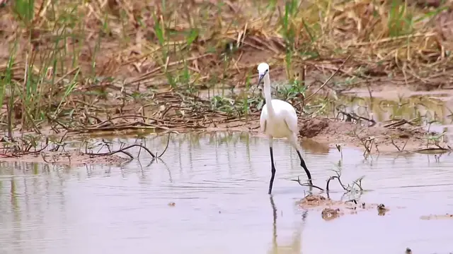 'Video thumbnail for All lake bird catch fish eat every day'