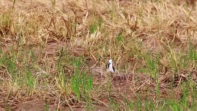'Video thumbnail for In lake at field bird find catch food eat'