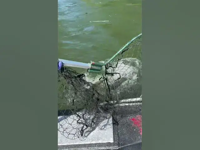 'Video thumbnail for Skykomish chinook opener 2025 was slow, but we got a nice one!'