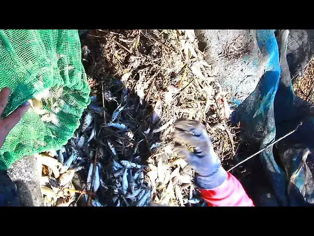 'Video thumbnail for Way man in put castnet store fish underwater to cach it'