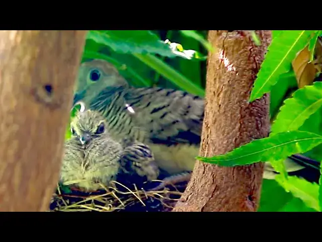 'Video thumbnail for Top wild dove cry call other dove'
