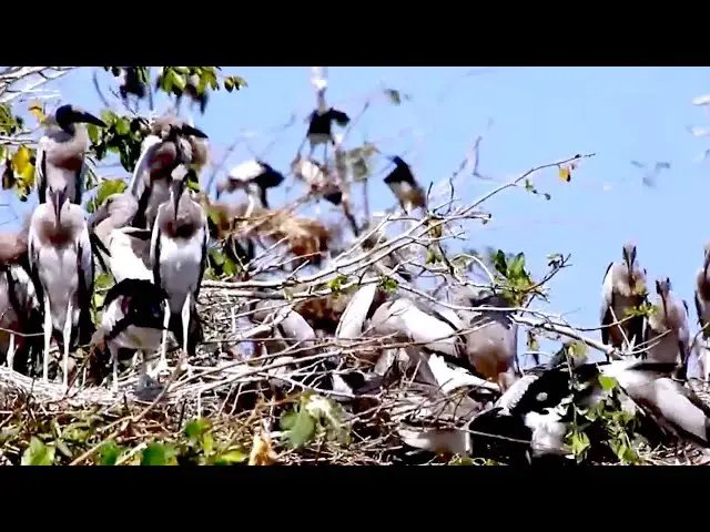 'Video thumbnail for Amazing of Lake - Wld All bird alot | All nest &  bird in lake at Avean'