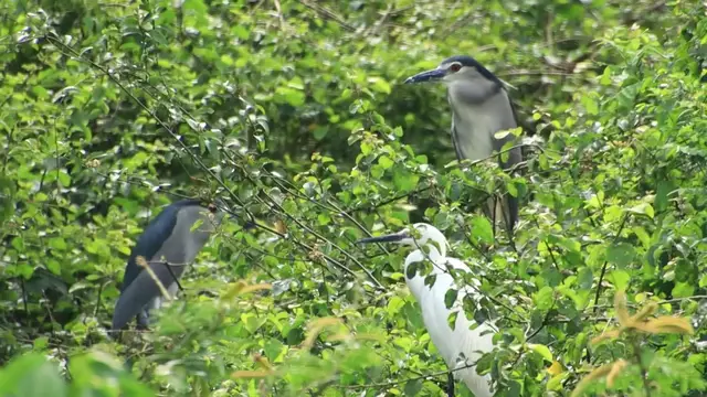 'Video thumbnail for A lot nest & wild bird live here'