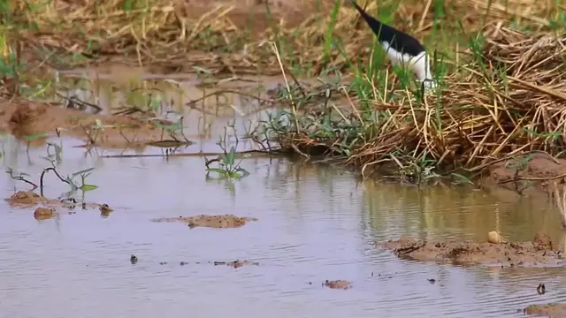'Video thumbnail for In Lake wild of long leg bird catch food eat'