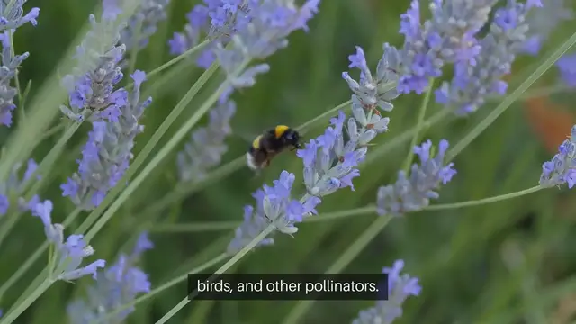 'Video thumbnail for Pollinator Garden Plants List'