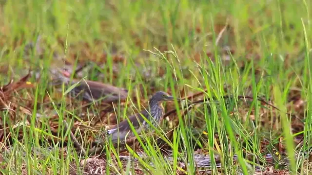 'Video thumbnail for The In grass in lake bird wait catch fish eat it'