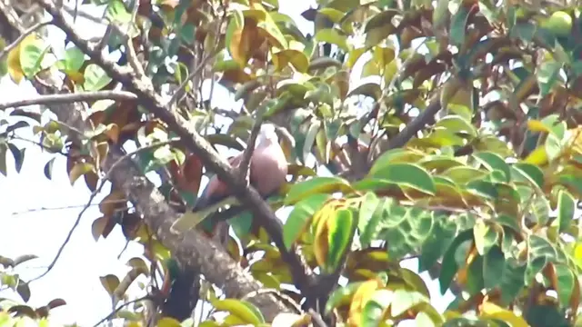 'Video thumbnail for Wild dove bird'