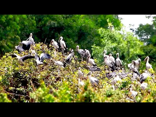 'Video thumbnail for Amazing of Lake - Top nest &  bird in lake at Avean Zoo'