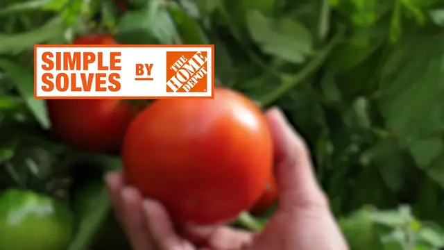 'Video thumbnail for Vegetable Gardening for Beginners How to Grow Veggies and Herbs  '