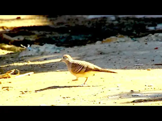 'Video thumbnail for Dove bird find food eat here #DoveForest @DoveFores'