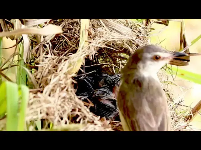 'Video thumbnail for Amazing of lake - Cuckoo baby thrown baby birds take cear their babies on nest'