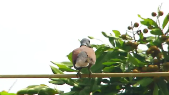 'Video thumbnail for Female Dove cring call male dove'