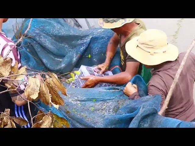 'Video thumbnail for Fishman catch a lot fish in river'