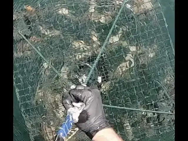 'Video thumbnail for Hood Canal Shrimping June 2020'