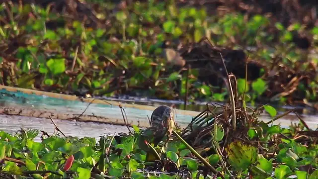 'Video thumbnail for In lake bird wait catch food eat every days'