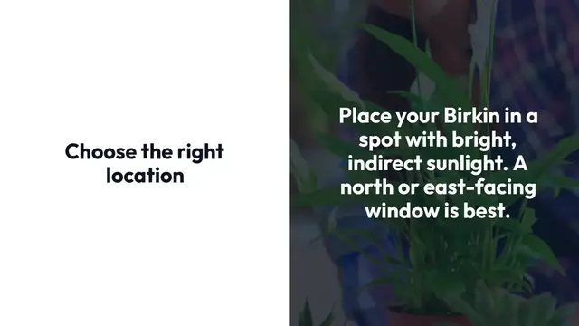 'Video thumbnail for How To Grow Philodendron Birkin'