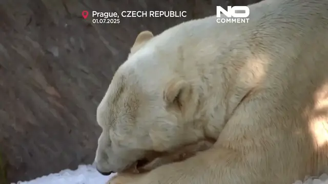 'Video thumbnail for Prague Zoo uses tonnes of ice to cool animals during heatwave'