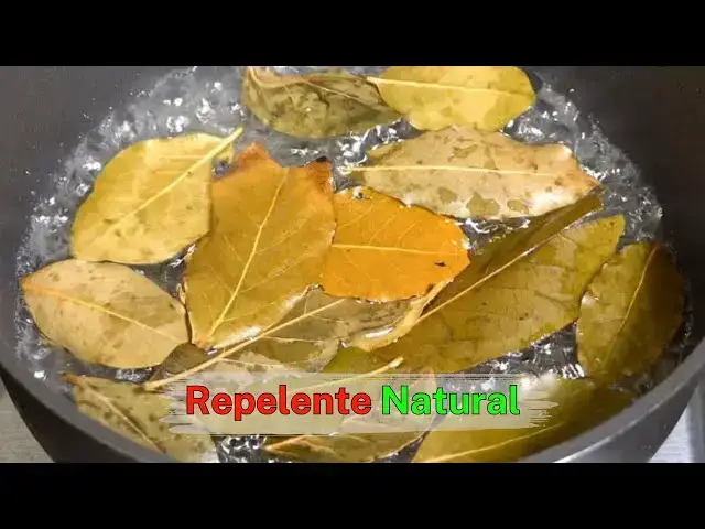 'Video thumbnail for Dile adiós a moscas, mosquitos y cucarachas hirviendo estas hojas'