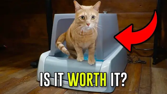 'Video thumbnail for What To Expect With The PetSafe ScoopFree Self-Cleaning Cat Litter Box'