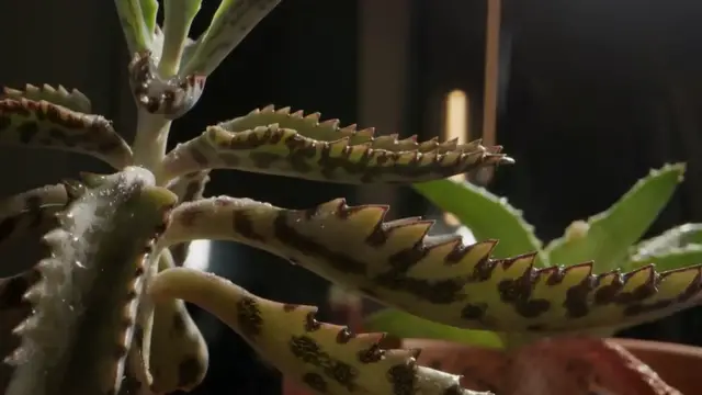 'Video thumbnail for DIY Plant Wall Setup'